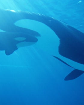地球上最大的生物莫过于鲸鱼了吧？